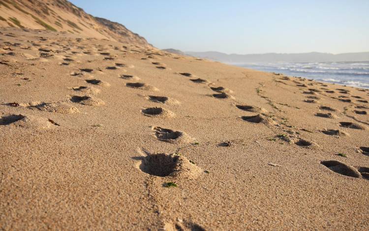 Fort Ord Dunes State Park Beach - USA