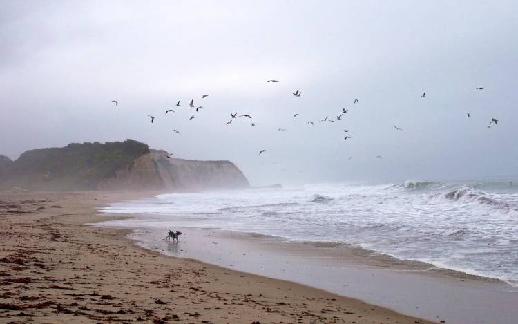 Scott Creek Beach - USA