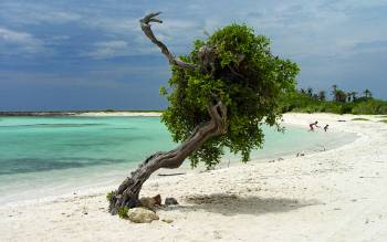 Baby Beach - The Caribbean