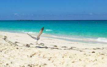 Cabbage Beach - The Caribbean