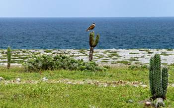 Grapefield Beach - The Caribbean