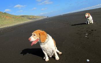 Karioitahi Beach - New Zealand