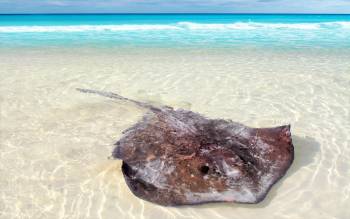 Stingray Beach - Mexico